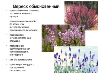 Лечебные растения красноярского края. Растения красноярского кралекарственные. Растения красноярского кралекарственные. Лечебные растения красноярского края. Лекарственные растения красноярского края.