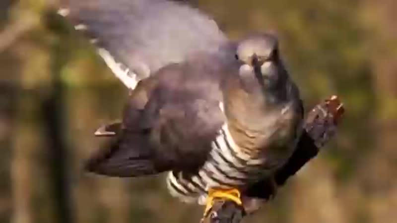 КУ КУ, (ДА) КУ КУ (ДА) ЕЩЁ КУ