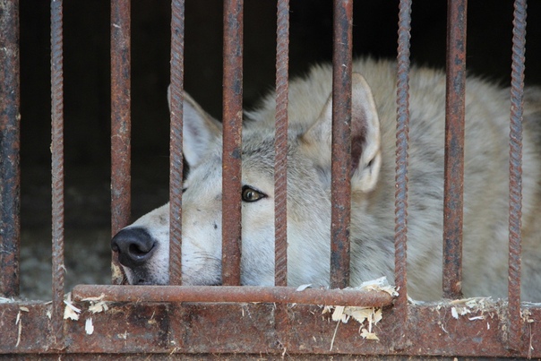 зоопарки уфы адреса. уфимский зоопарк. зоопарки уфы адреса. зоопарки уфы адреса. требование к животным для контактного зоопарка.
