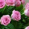 №34, Версалия Соколова, 35 лет №34, Версалия Соколова, 35 лет