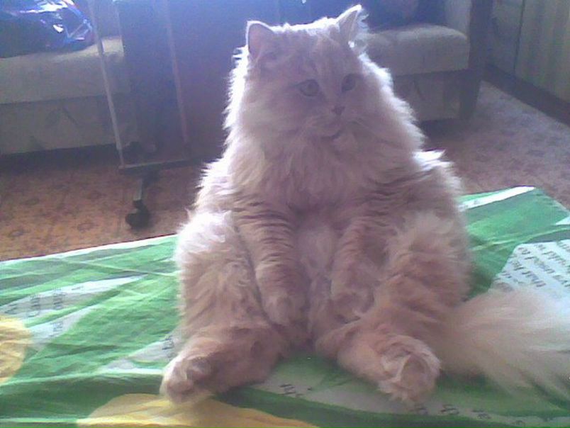 №96, Ксюша Малашецкая, Полтава №96, Ксюша Малашецкая, Полтава