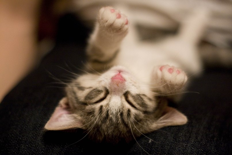 Ирина Шевченко | Жуковский