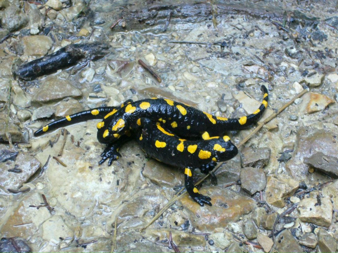 Olga Alabuzheva | Ижевск