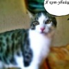 Аватар: Проша Кот
