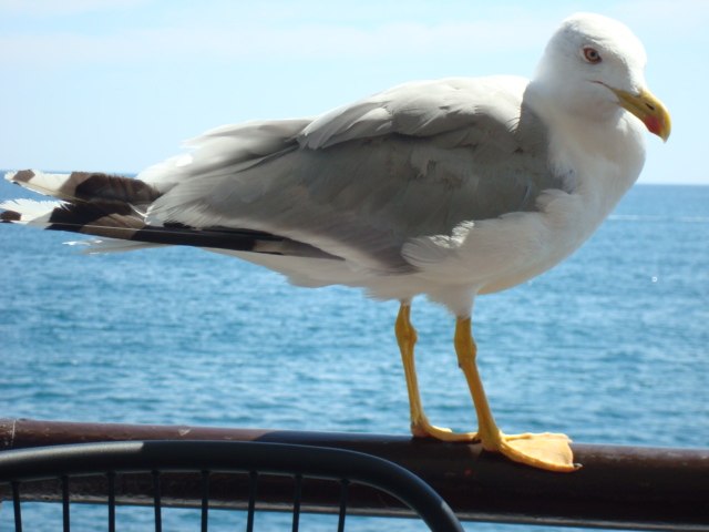 Александр Ащаулов | Кривой Рог