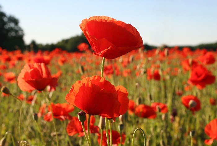 Анна Проскура | Nürnberg