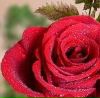 Фотография Фая Садыкова