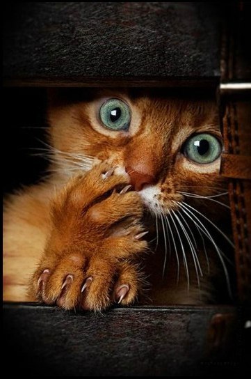 Алексей Фёдоров Валерьевич | 