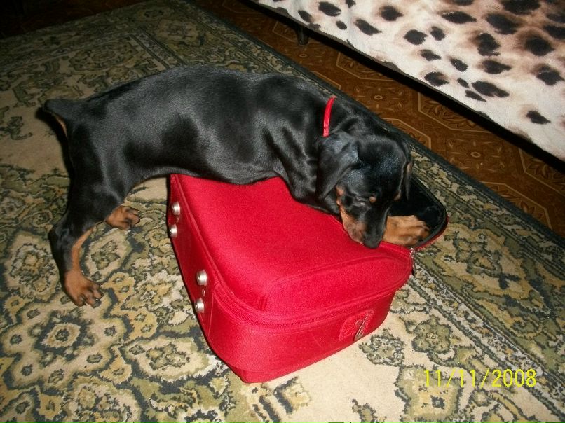 Алёнчик Апостолова ~E_N_E_R_G_Y_~. | Кривой Рог