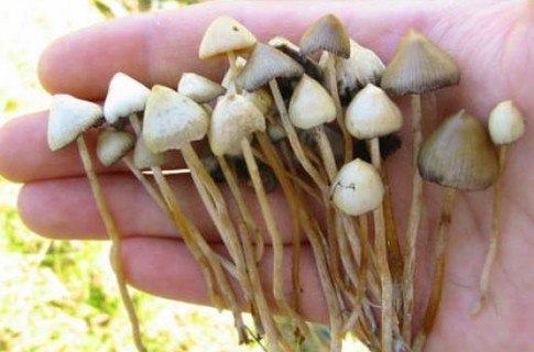 Аким Сорокин | Киев