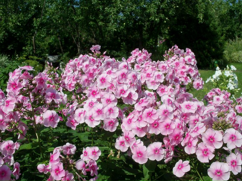 Георгий Смирнов | Санкт-Петербург