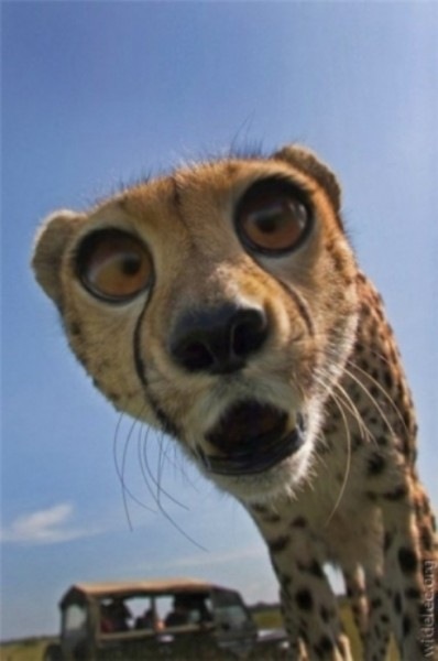 №1, Кирилл Конев, 35 лет, Новосибирск №1, Кирилл Конев, 35 лет, Новосибирск