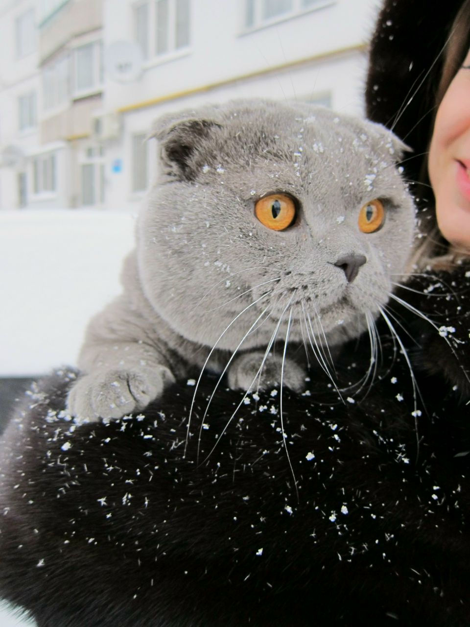 Анна Чернецкая | 