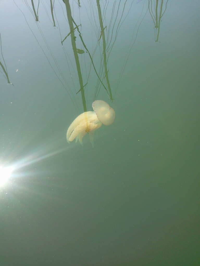 Oksana Semeniuk | Каунас
