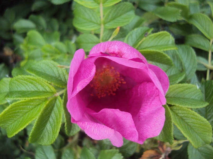 Герман Комлев | Казань