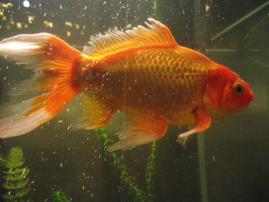 Павел Г | Омск