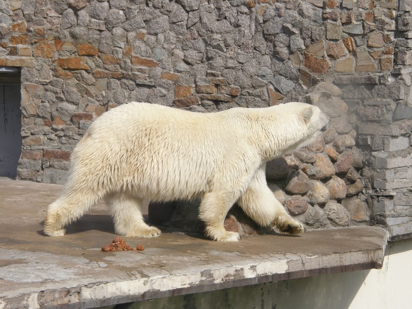 Анна Мочалова | Торопец