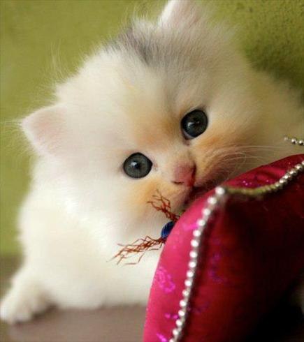 Христина Драганчук | Тернополь