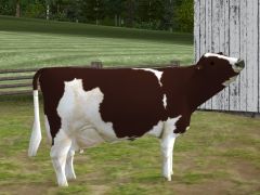 R4P Cow Ayrshire 01b
