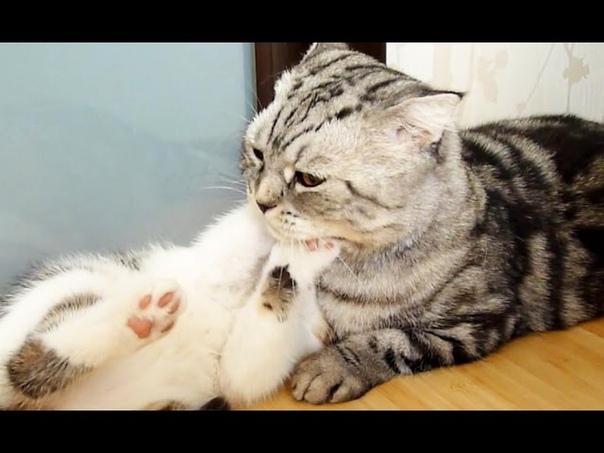 Love me softly, Funny Cats and Cute