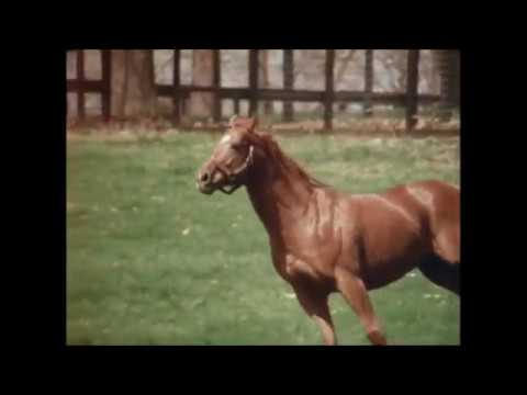 Secretariat Tribute R. I. P Big