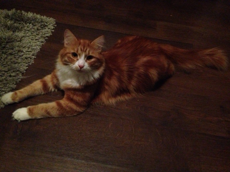 Александр Леднев | Vancouver