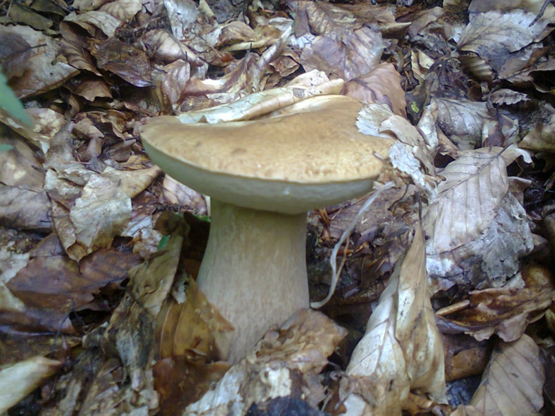 Вася Руснак | Нересница