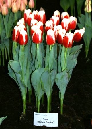 Тюльпаны к 8 марта 2017 - 32 ответов форум Babyblog