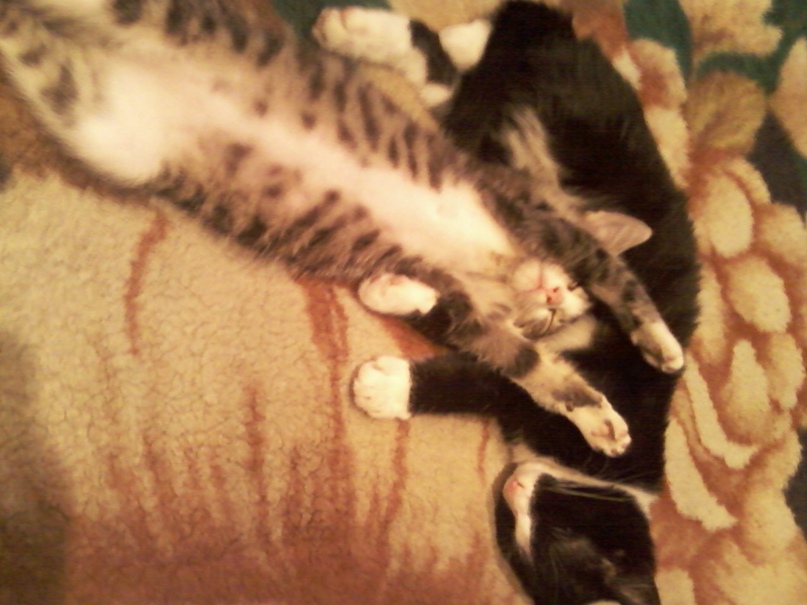 Елена Сапунова | Санкт-Петербург