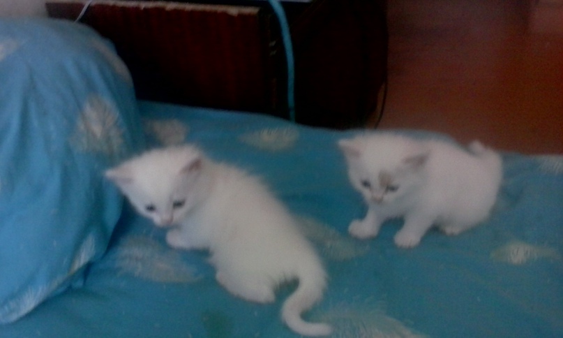 Анна Митрошина | Сызрань