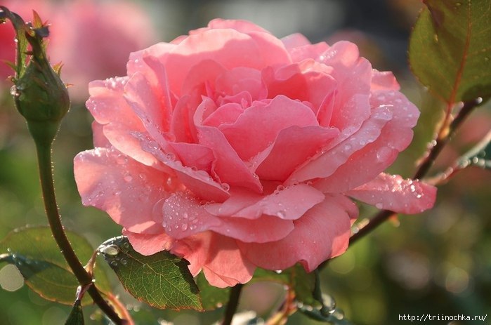 Нелли Голубева | Санкт-Петербург