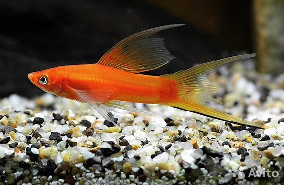 Аквариумные рыбки меченосцы фото с описанием Аквариумные рыбки меченосцы фото с описанием