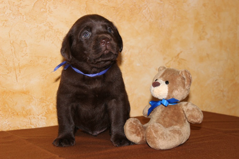 Саша Фесенко |