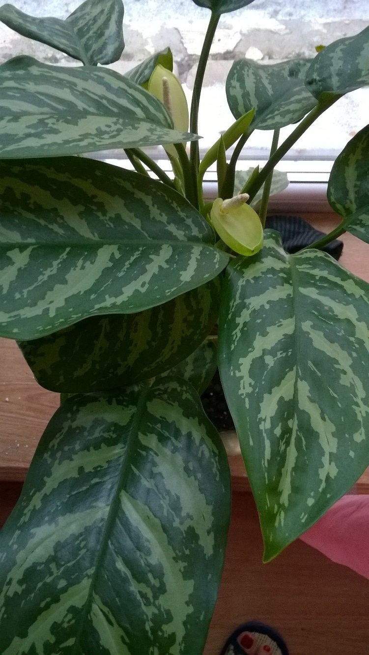 Ольга Журавлева | Верещагино