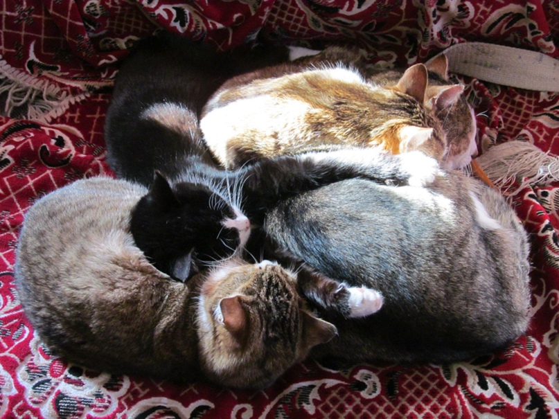 Алла Корунная | Псков