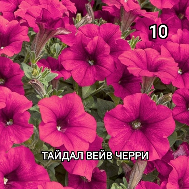 Продаются укорененные черенки ампельной петунии...