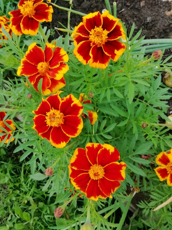 Татьяна Чирикова | Лахденпохья