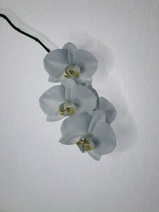 Алина Храмова | Самара