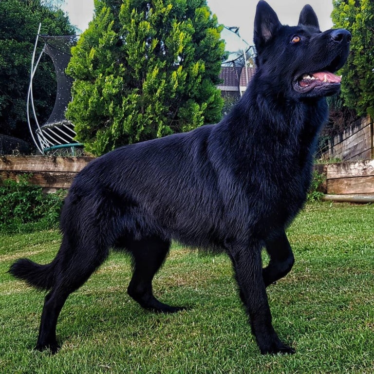 Pin by David Rhinevault on Future Pets Black german shepherd, Black german sheph