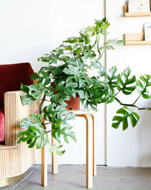 Pin by Lauren on Gathering Green Plants, House plants, Interior plants
