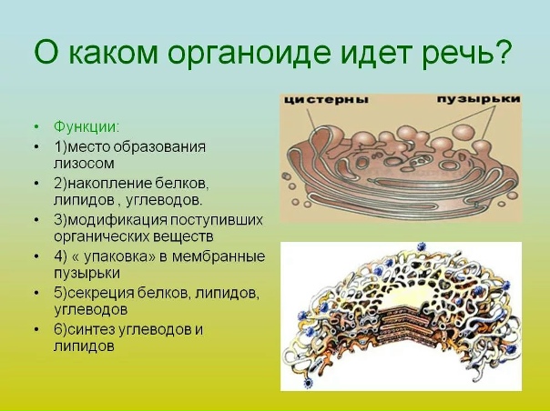 Органоид формирующий лизосомы
