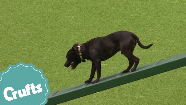 East Anglian Staffordshire Bull Terrier Display Highlights Paul OGrady as