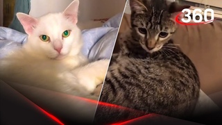 Котики медитируют под флейту 😻🐱😻