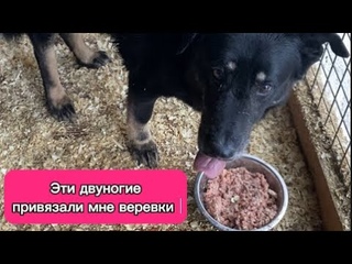 Томас сначала обиделся на нас, но потом вкусил все прелести прогулки.