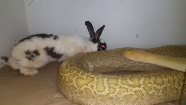 Feeding burmese and reticulated pythons live rabbits (warning graphic for mature audience