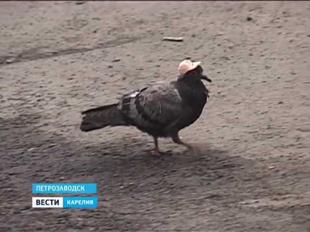 Голуби в америке. Шапка голубя. Голубь в кепке. Голубь в каске. Голубь в сапогах.