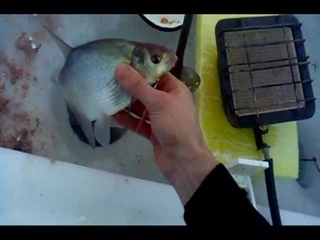 лещ клюет полная версия