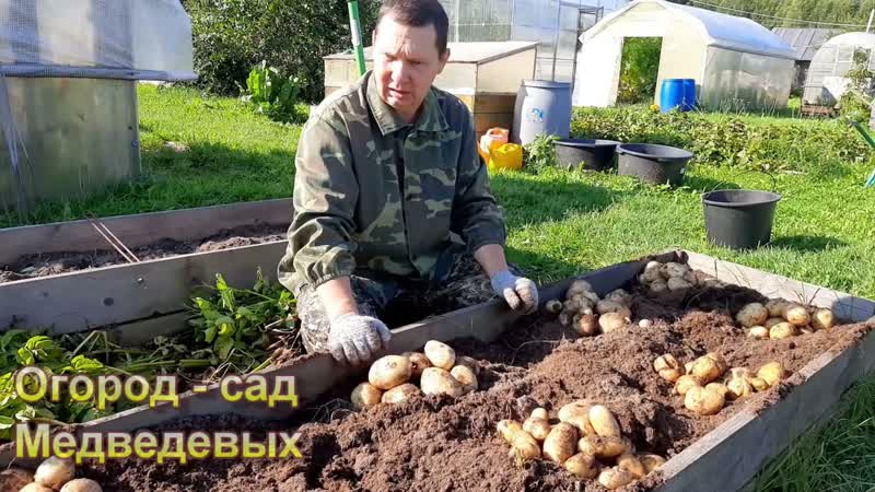 Влияние горчичного жмыха на урожай и качество