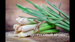 Как сажать лемонграсс.Выращиваем из семян. Сорт "Цитрусовый аромат"