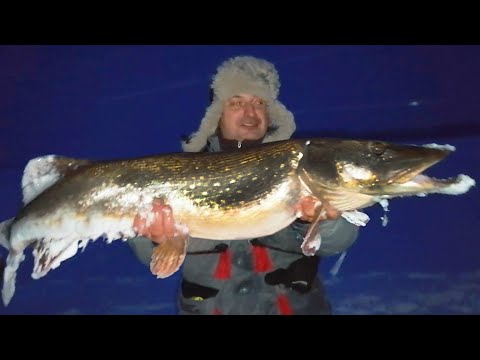 Огромная щука